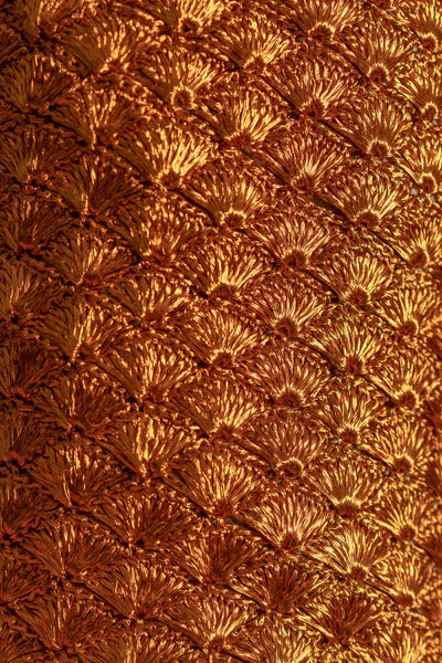 Seashell Cobre